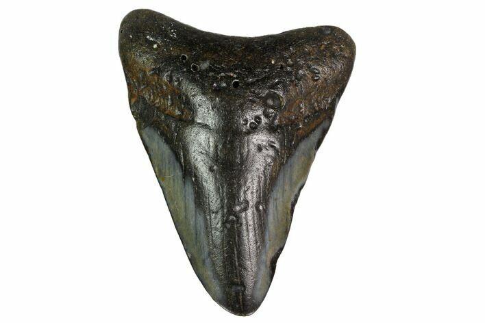 Bargain, Fossil Megalodon Tooth - North Carolina #153130